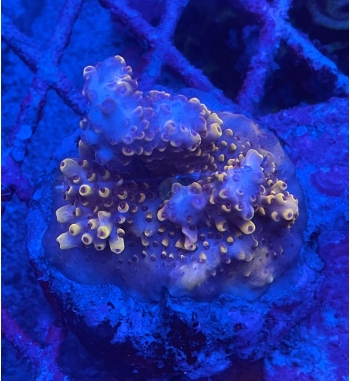 Acropora Pikachu