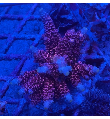 Acropora Tenuis red