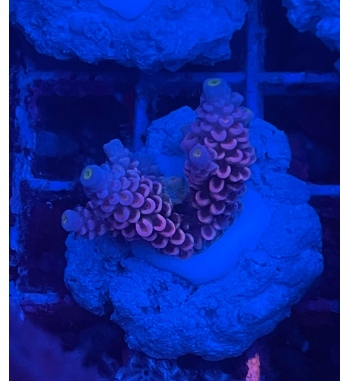 Acropora Tenuis red