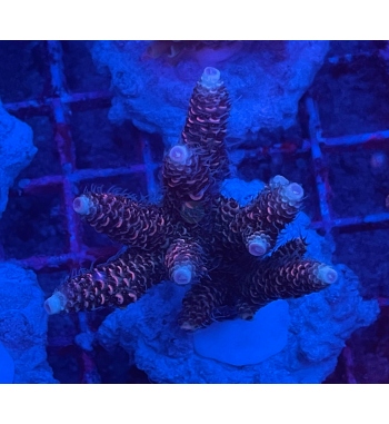 Acropora millepora gold