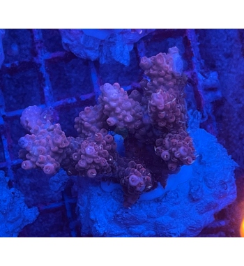 Acropora Anthoncersis red