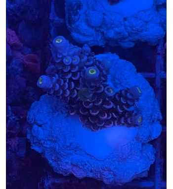 Acropora Tenuis blue pink