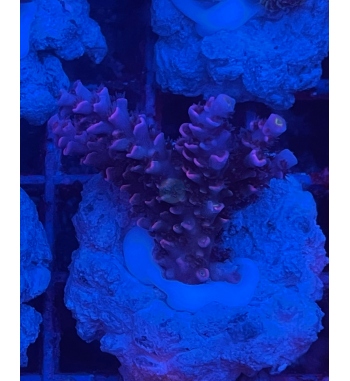 Acropora Tenuis blue pink