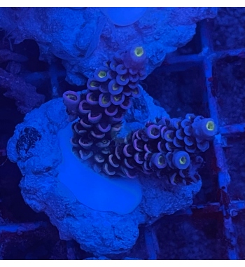 Acropora Tenuis blue pink