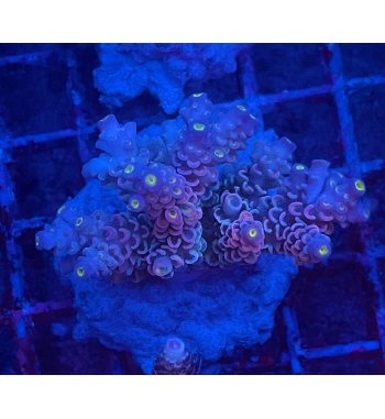 Acropora Walt disney