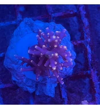 Acropora red dragon