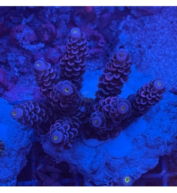 Acropora Tenuis blue pink