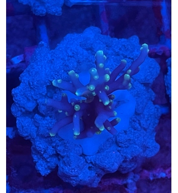 Acropora Pacman