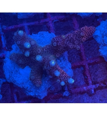 Acropora Millepora blue purple