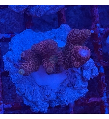 Acropora Millepora orange