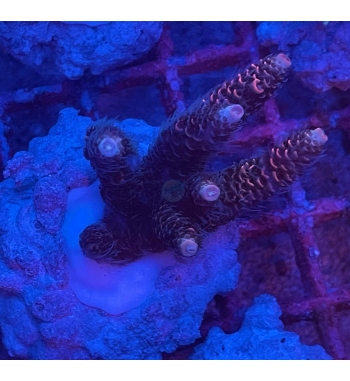 Acropora Millepora gold