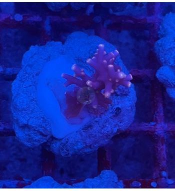 Acropora Red dragon