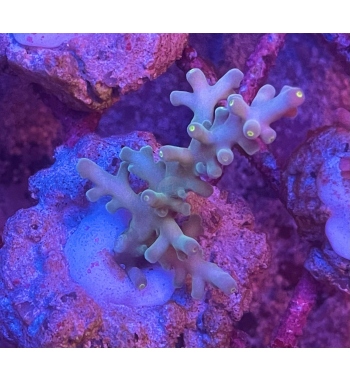 Acropora fox flame military