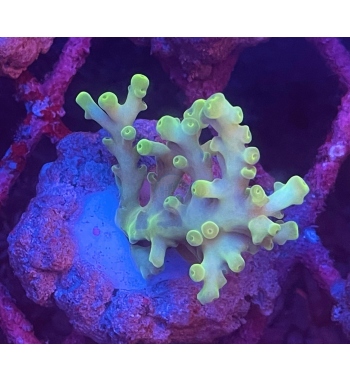 Acropora fox flame yellow