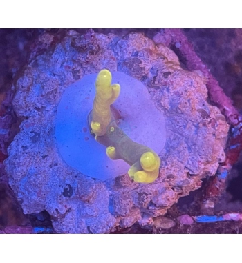 Acropora Caroliniana yellow