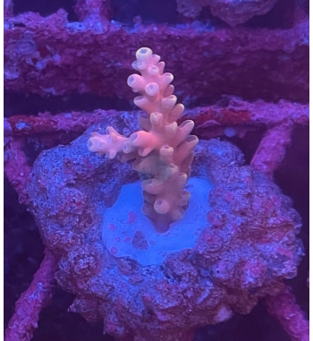 Acropora Latistella pink