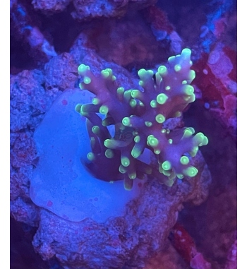 Acropora Cardus pacman