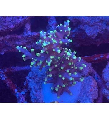 Acropora Cardus pacman