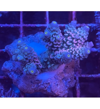 Acropora Tenuis pink blue