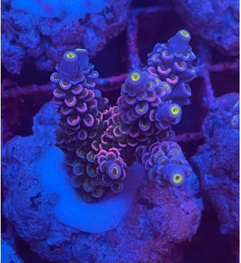 Acropora Tenuis red blue