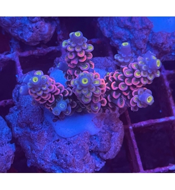 Acropora Tenuis red blue