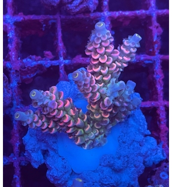 Acropora Tenuis multicolor