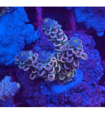 Acropora Tenuis multicolor