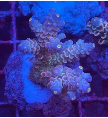 Acropora Tenuis rainbow