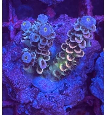 Acropora Tenuis rainbow