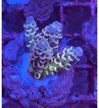 Acropora Tenuis rainbow