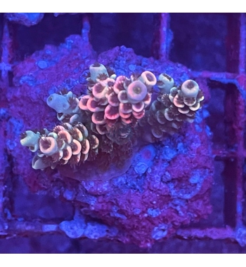 Acropora Tenuis multicolor