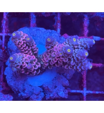 Acropora Tenuis pink blue