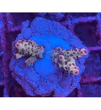 Acropora Horrida orange green