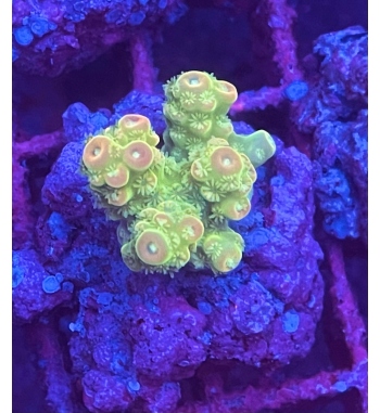 Acropora Florida