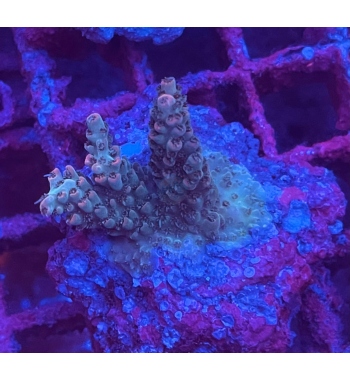 Acropora Horrida geen pink