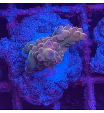 Acropora Loripes multicolor