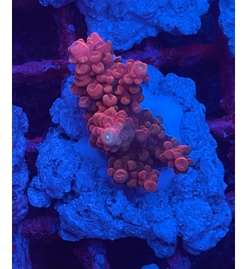 Acropora Aculeus red