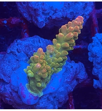 Acropora divaricata