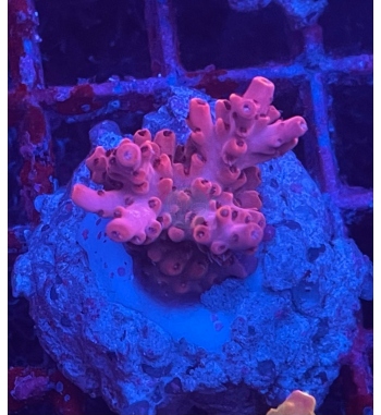 Acropora Aculeus red