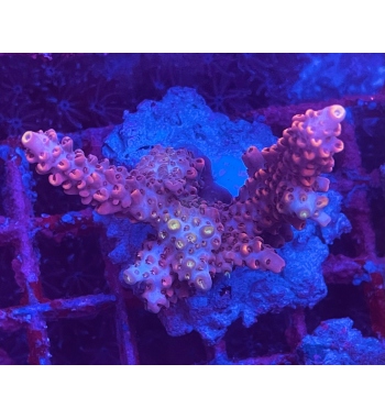 Acropora Microclados red blue