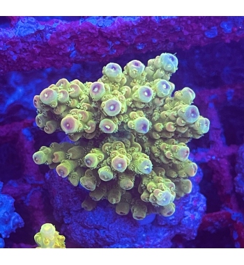 Acropora Florida