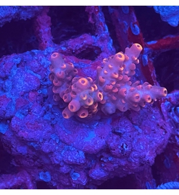 Acropora Aculeus red