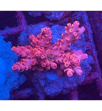 Acropora Aculeus red