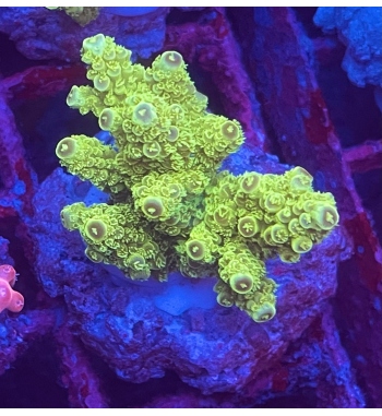 Acropora Florida green fluo