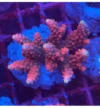 Acropora Aculeus red