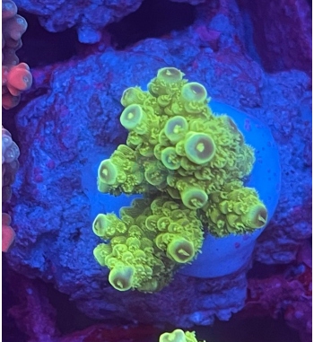 Acropora Florida green fluo