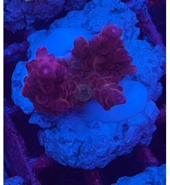 Acropora Loripes purple