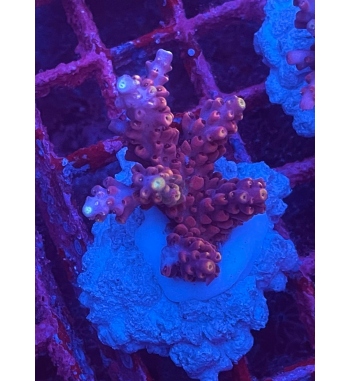 Acropora Microclados purple blue