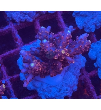 Acropora Microclados purple blue