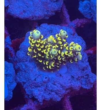 Acropora Aculeus yellow